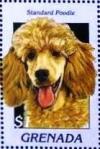 Colnect-4581-351-Standard-poodle.jpg