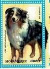 Colnect-5128-807-Australian-Shepherd.jpg