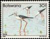 Colnect-597-748-Black-winged-Stilt-Himantopus-himantopus.jpg