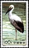 Colnect-603-146-White-Stork-Ciconia-ciconia.jpg