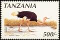 Colnect-1502-611-Somali-Ostrich-Struthio-camelus-molybdophanes.jpg