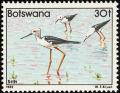 Colnect-597-748-Black-winged-Stilt-Himantopus-himantopus.jpg