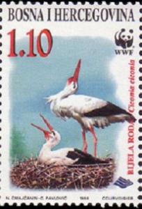 Colnect-560-468-White-Stork-Ciconia-ciconia.jpg