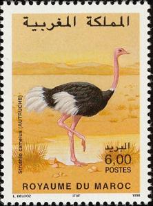 Colnect-1347-839-Common-Ostrich-Struthio-camelus.jpg