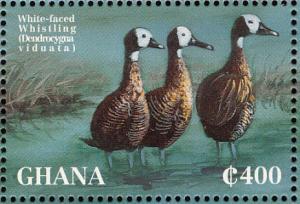 Colnect-1718-822-White-faced-Whistling-Duck-Dendrocygna-viduata.jpg