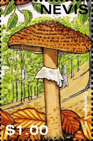 Colnect-2051-516-Cystolepiota-aspera.jpg