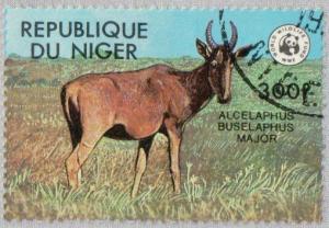 Colnect-2431-256-Western-Hartebeest-Alcelaphus-buselaphus-major-.jpg