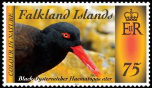 Colnect-2606-317-Blackish-Oystercatcher-Haematopus-ater.jpg