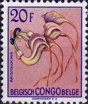 Colnect-4307-160-Aristolochia-congolana.jpg