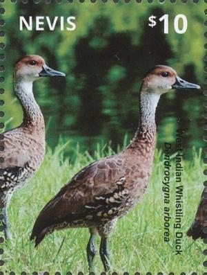 Colnect-4412-943-West-Indian-Whistling-Duck-Dendrocygna-arborea.jpg