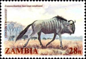 Colnect-5946-249-Cookson-s-Wildebeest-Connochaetes-Taurinus-Cookseni.jpg