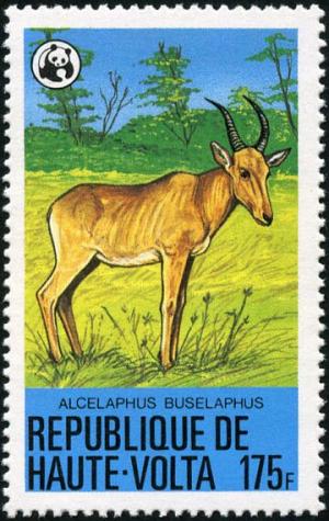 Colnect-6342-691-Hartebeest-Alcelaphus-buselaphus.jpg