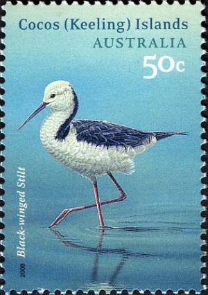 Colnect-746-788-Black-winged-Stilt-Himantopus-himantopus.jpg