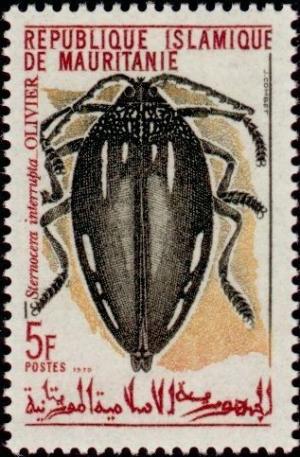 Colnect-989-425-Beetle-Sternocera-interrupta.jpg