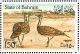 Colnect-1463-296-Houbara-Bustard-Chlamydotis-undulata.jpg