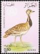 Colnect-1650-677-Houbara-Bustard-Chlamydotis-undulata.jpg