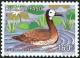 Colnect-1900-669-White-faced-Whistling-Duck-Dendrocygna-viduata.jpg