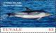 Colnect-5726-889-Striped-Dolphin.jpg