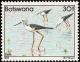 Colnect-597-748-Black-winged-Stilt-Himantopus-himantopus.jpg