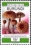 Colnect-2048-470-Russula-brunneorigida.jpg