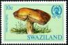 Colnect-2579-922-Suillus-bovinus.jpg