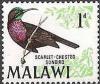 Colnect-488-549-Scarlet-chested-Sunbird-Nectarinia-senegalensis.jpg