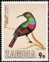 Colnect-864-814-Shelley-s-Sunbird-Cinnyris-shelleyi.jpg