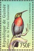 Colnect-3804-335-Scarlet-chested-Sunbird-Chalcomitra-senegalensis.jpg