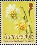 Colnect-3996-857-Narcissus--Sulphur-Phoenix-.jpg