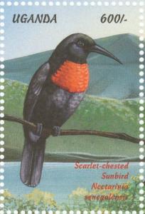 Colnect-1715-791-Scarlet-chested-Sunbird-Chalcomitra-senegalensis.jpg