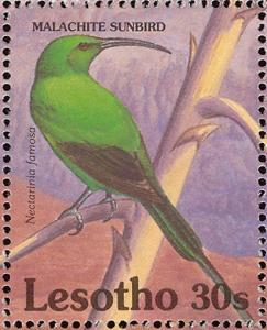 Colnect-1725-573-Malachite-Sunbird%C2%A0Nectarinia-famosa.jpg