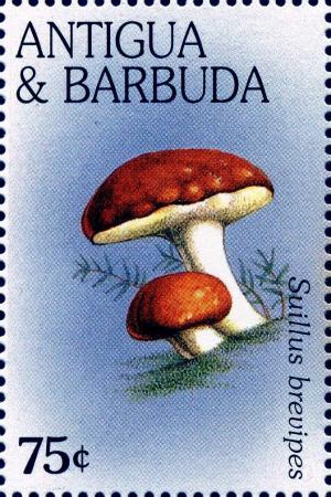 Colnect-2025-695-Suillus-brevipes.jpg