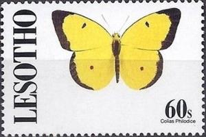 Colnect-2249-587-Clouded-Sulphur-Colias-philodice.jpg