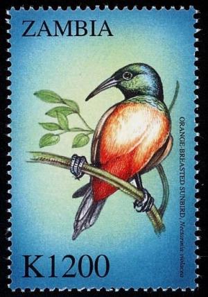 Colnect-3507-655-Orange-breasted-Sunbird%C2%A0-%C2%A0Anthobaphes-violacea.jpg