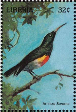 Colnect-3811-684-Olive-bellied-Sunbird-Cinnyris-chloropygius.jpg