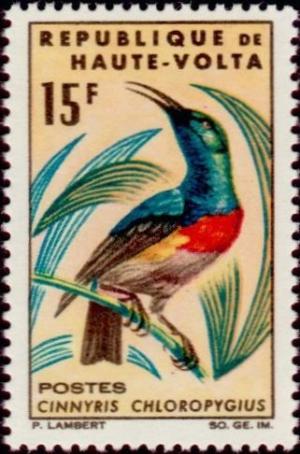 Colnect-508-179-Olive-bellied-Sunbird-Panaeola-chloropygia.jpg