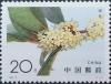 Colnect-1561-868-Sweet-Osmanthus.jpg