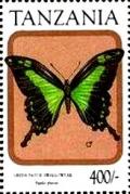 Colnect-5998-060-Green-patch-Swallowtail-Battus-laodamas.jpg