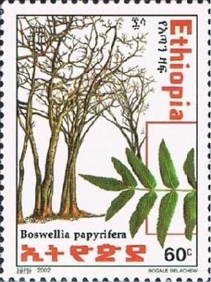 Colnect-3343-942-Boswellia-papyrifera.jpg