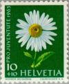 Colnect-140-229-Shasta-Daisy-Chrysanthemum-maximum.jpg