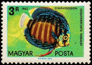 Colnect-812-504-Blue-Discus-Symphysodon-aequifasciatus.jpg