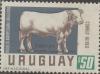 Colnect-1112-222-Charolais-Bos-primigenius-taurus.jpg