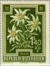 Colnect-136-234-Edelweiss-Leontopodium-alpinum.jpg