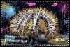 Colnect-3253-398-Crown-of-thorns-Starfish-Acanthaster-planci.jpg