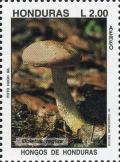 Colnect-3106-863-Boletus-regius-Royal-boletus.jpg