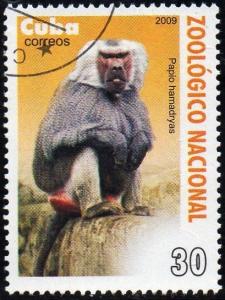 Colnect-1770-643-Hamadryas-Baboon-Papio-hamadryas.jpg