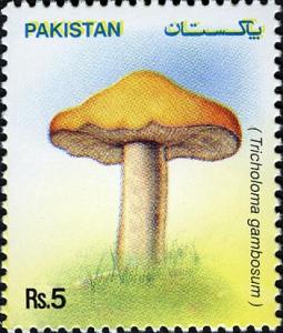 Colnect-598-637-Mushrooms---Tricholoma-gambosum.jpg