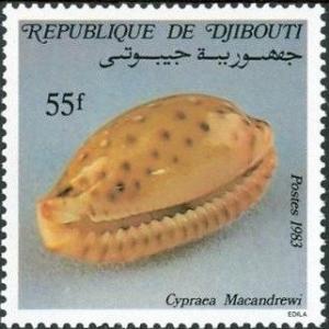 Colnect-1085-398-MacAndrew--s-Cowry-Cypraea-macandrewi.jpg