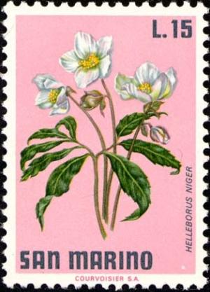 Colnect-1874-663-Christmas-Rose-Helleborus-niger.jpg