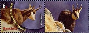 Colnect-1935-715-Chamois-Rupicapra-rupicapra.jpg